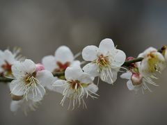 -广州市流溪河国家森林公园