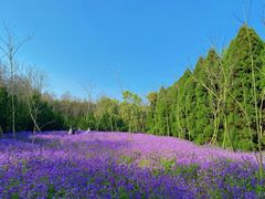 -上海滨江森林公园