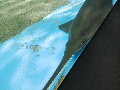 -上海海洋水族馆