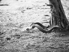 -威勒比开放式动物园