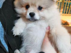 -1013 PET SHOP 宠物商店(近铁城市广场店)