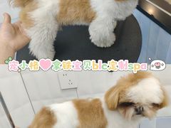 -宠小格时尚宠物生活馆(唐镇店)