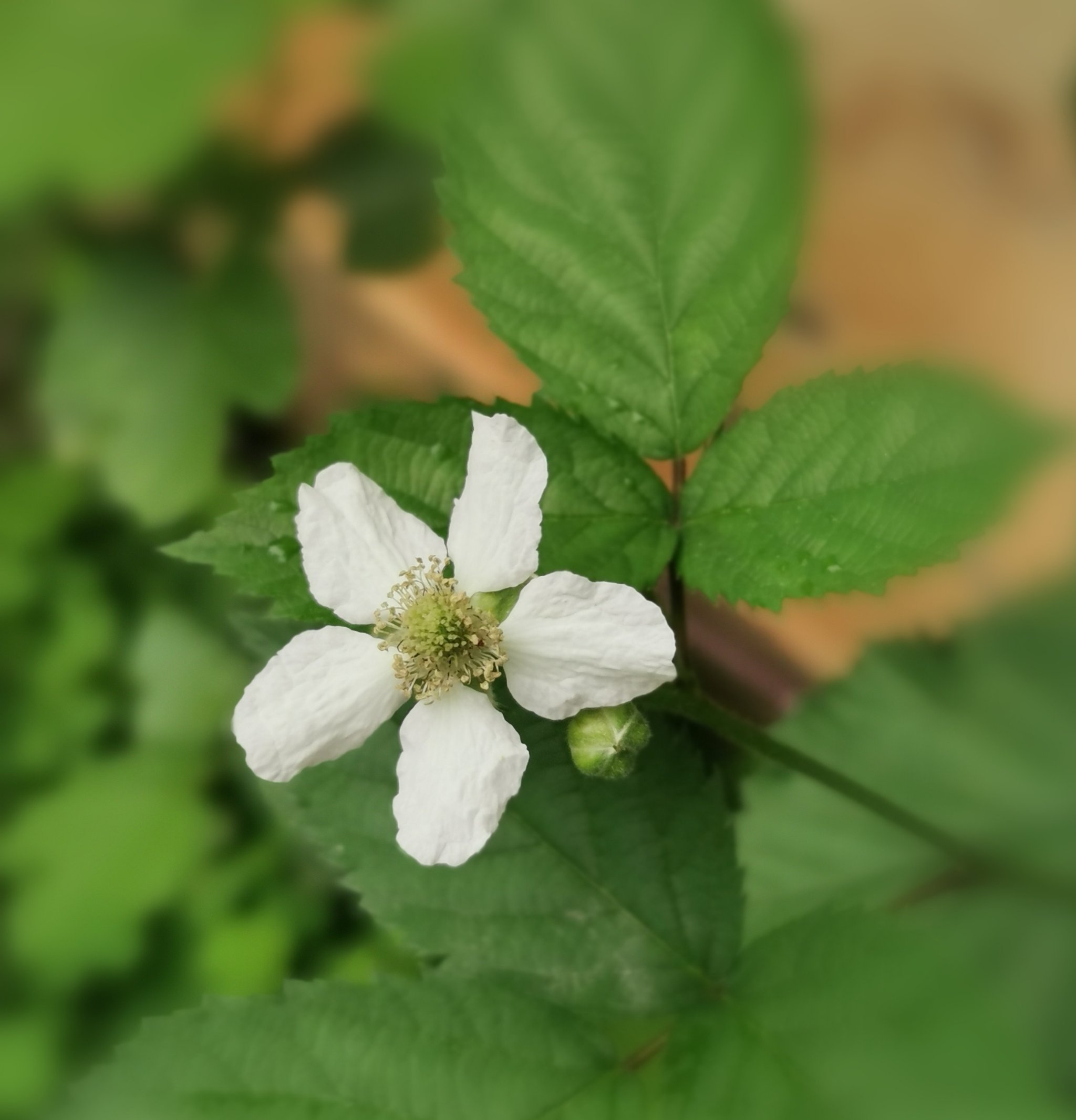 第一次看到树莓开花,白色的小花清新脱俗.