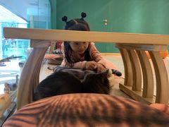 -飞行喵MR PILOT|猫舍·猫咖(静安大融城店)
