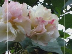 -三圣花乡旅游区