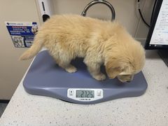 -芭比堂动物医院·CT·微创中心(新顺分院)