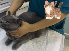 -纳吉亚猫专科动物医院·北北分院