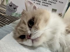 -守诺宠物医院·眼科· 特色牙科·异宠专科(虹口店)