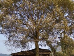 -丰盛镇响水水库