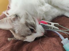 -美联众合动物医院(·中兽医·疑难杂症·严家桥分院)