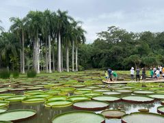 -中国科学院西双版纳热带植物园