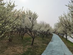 -泗洪洪泽湖湿地景区