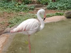 -海南热带野生动植物园