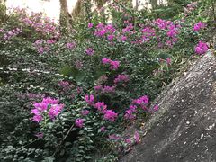 -炮台山公园