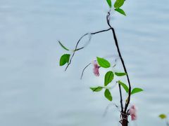 -柳莺湖上·湖景餐厅·江南菜(西湖店)