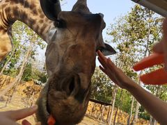 -清迈夜间动物园