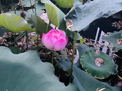 -莲花池公园