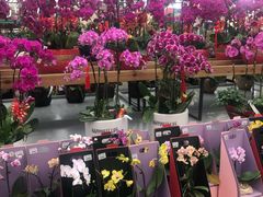 -荷兰花海