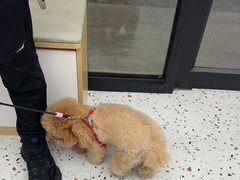 -瑞派康怡24h宠物医院·犬猫医疗中心·微创绝育(瑞景分院)