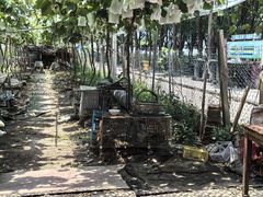 -马陆小张葡萄园农家乐