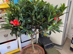 -中环花鸟鱼虫市场