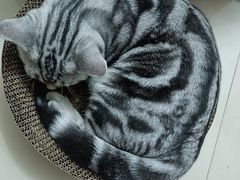 -lincat·猫舍(广州店)