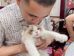 -老吴的猫·猫舍(新区店)