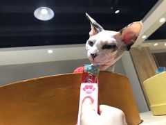 -藏猫猫咖啡主题馆(中央大道店)