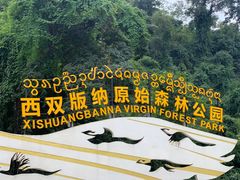 -西双版纳原始森林公园
