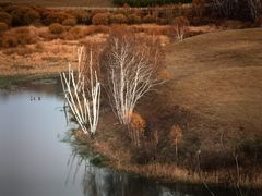 -乌兰布统景区-白桦林