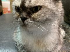 -猫色咖啡·猫咖