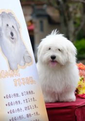 -琥珀婚礼策划AMBER WEDDING