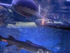 -烟台海昌鲸鲨海洋公园