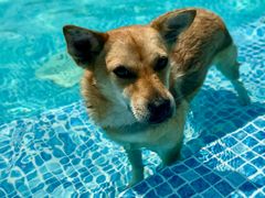 -爪吧宠物乐园 (温榆河示范区店)