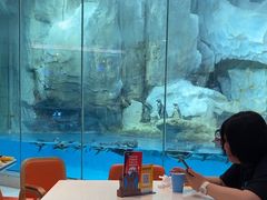 -帝企鹅自助餐厅•儿童岛•真企鹅(长隆企鹅酒店)