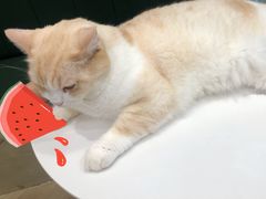 -安格丽娜·狗咖·猫咖羊驼咖(春熙路百盛商场店)