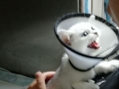 -安安宠医·安宠宠物医院