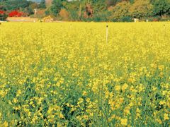 -光明小镇欢乐田园