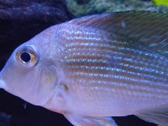 -上海海洋水族馆
