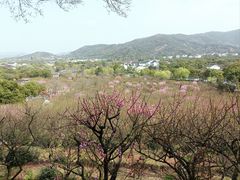 -香雪海
