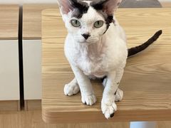 -有喵·猫咖·狗咖·30几只猫10只小狗(岗厦店)