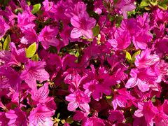 -羊亭河湿地公园