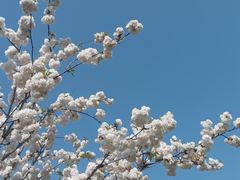 -顾村公园