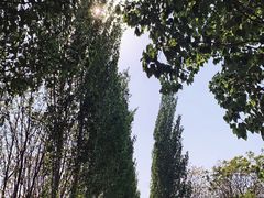 -将府公园