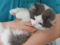 -瑞派长江宠物医院·猫科·外科·24小时夜护(谊城公寓分院)