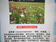 -红山村