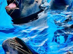 -上海海昌海洋公园