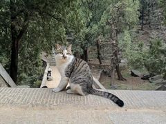 -泰山风景名胜区