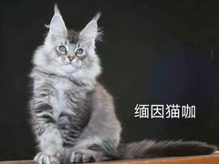 -十年猫舍·猫咪专门店(普陀店)