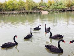 -溱湖国家湿地公园